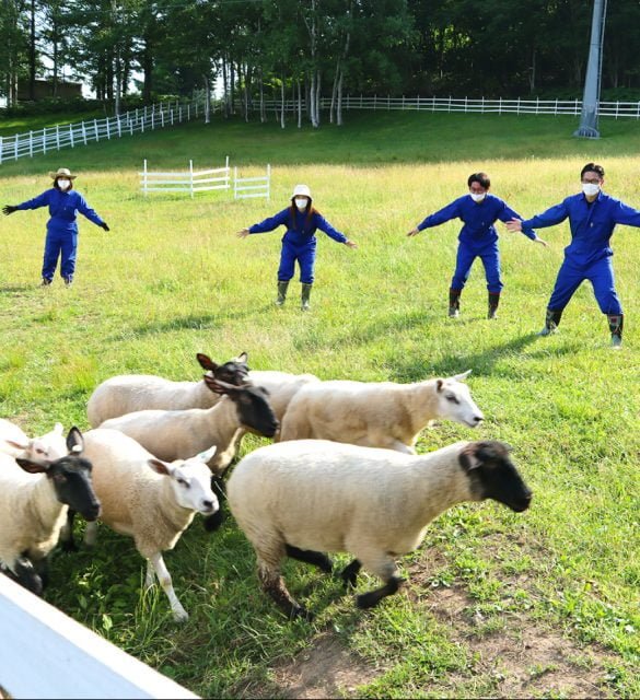 ひつじ飼いチャレンジ (団体貸切)
